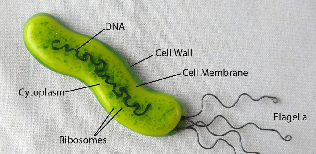 cel mai bun tratament pentru helicobacter pylori