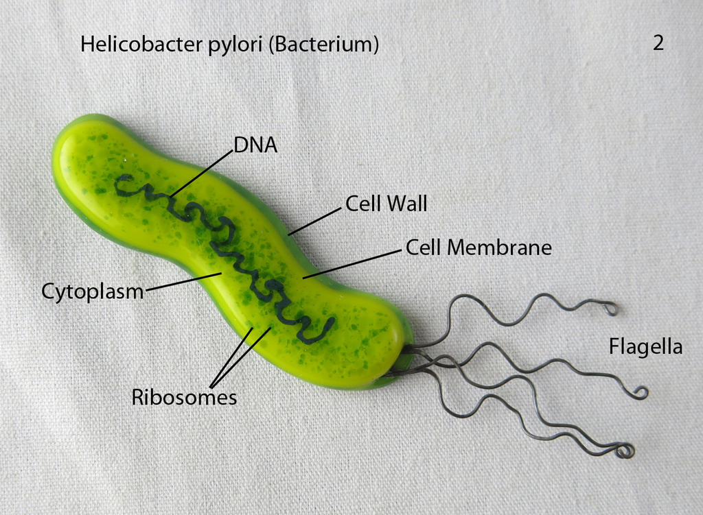Cel Mai Bun Tratament pentru Helicobacter Pylori: O Abordare Modernă și Eficientă