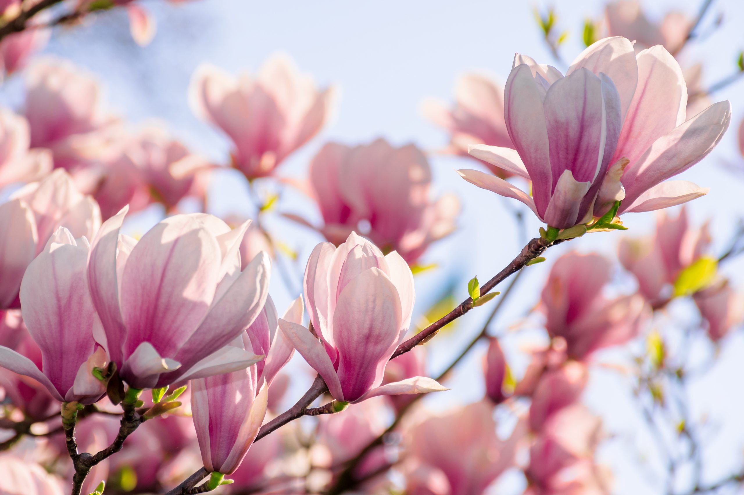 Magnolia: Eleganta Florala in Fiecare Petala