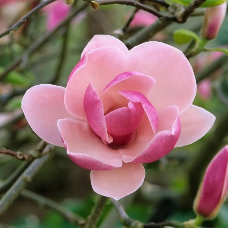 magnolia