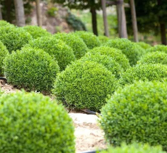 Arbori Ornamentali: Eleganta Naturala ce Transforma Spatiul in Opere de Arta Vii