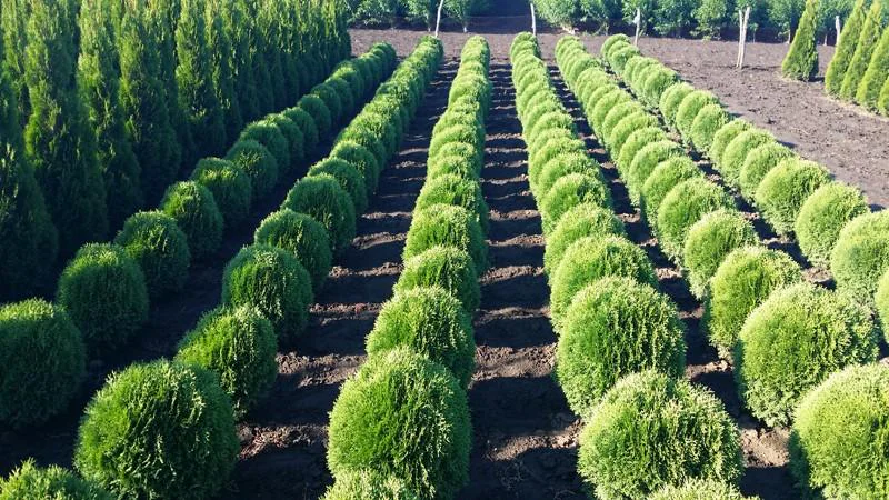 arbori ornamentali